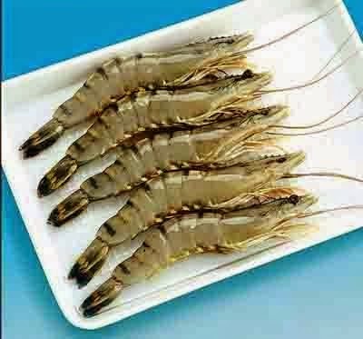 Khay xốp đựng tôm