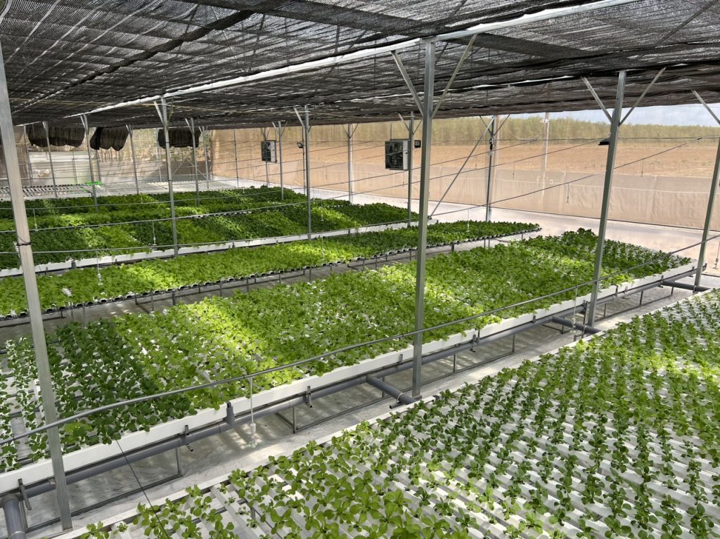 Khay xốp ươm hạt giống