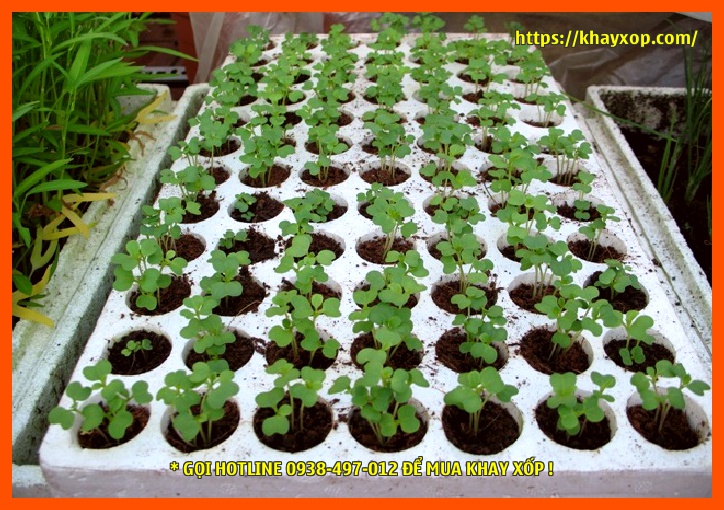 Khay xốp trồng rau thuỷ canh