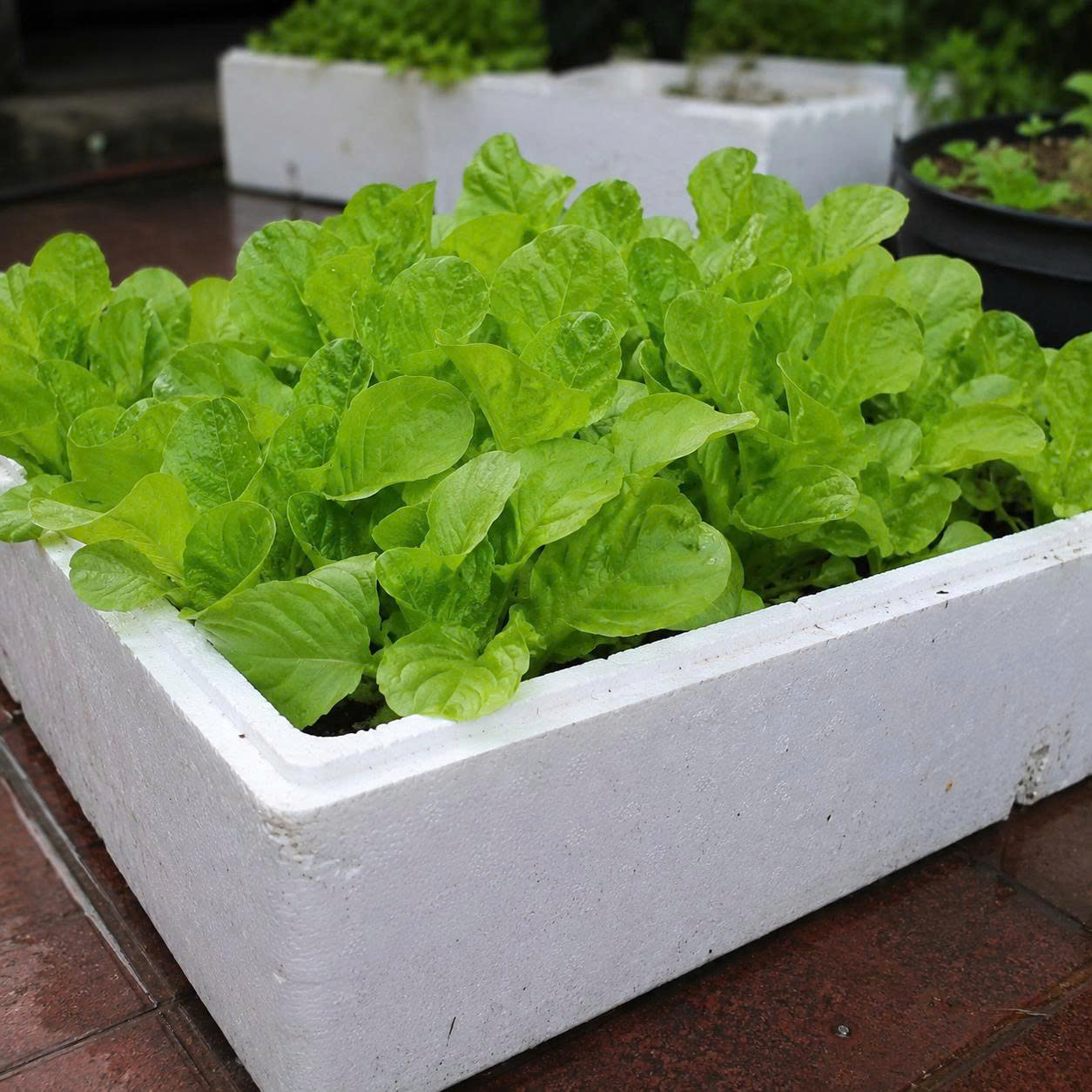 khay xốp trồng rau