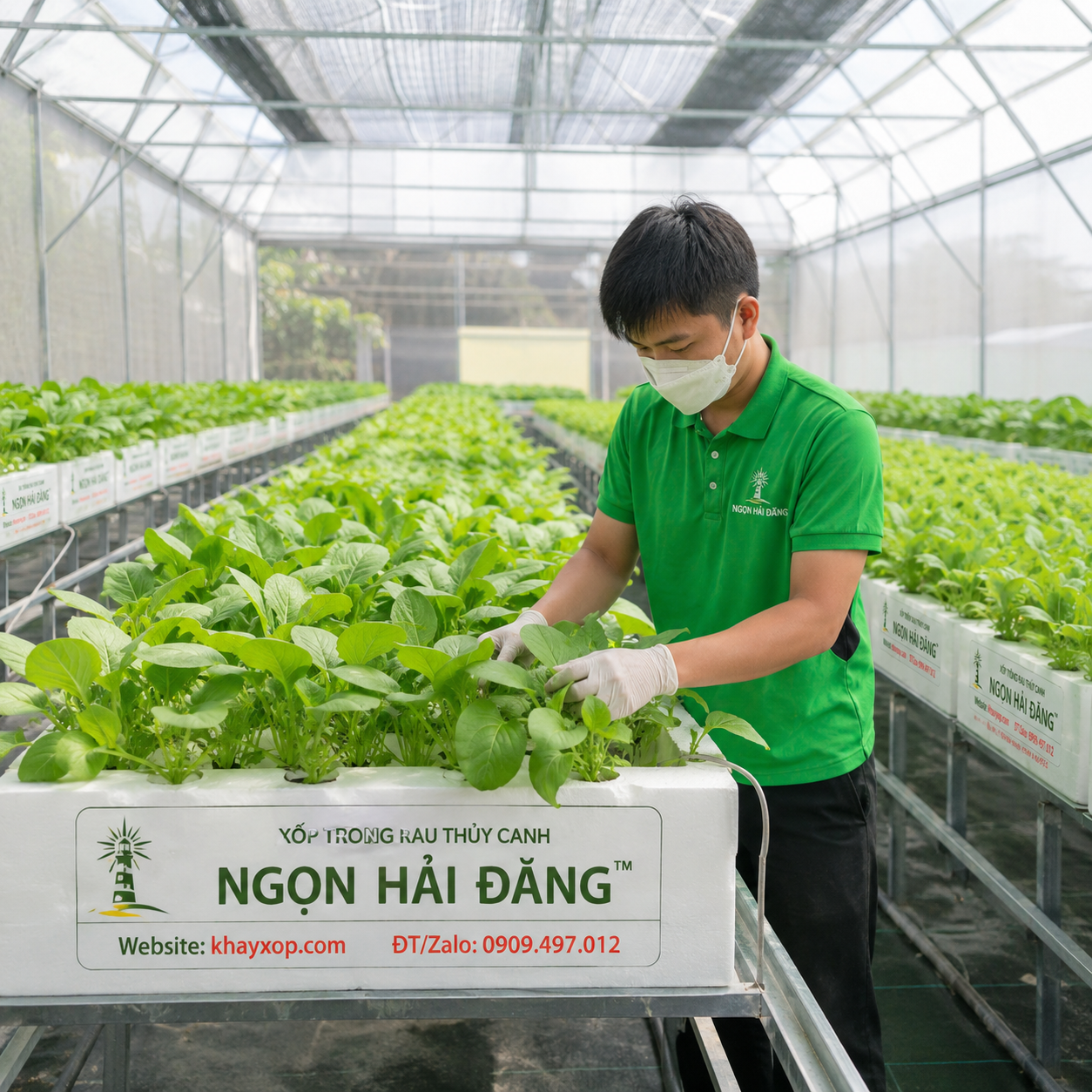 Hướng dẫn chi tiết cách sử dụng tấm xốp trồng rau thủy canh hiệu quả tại nhà
