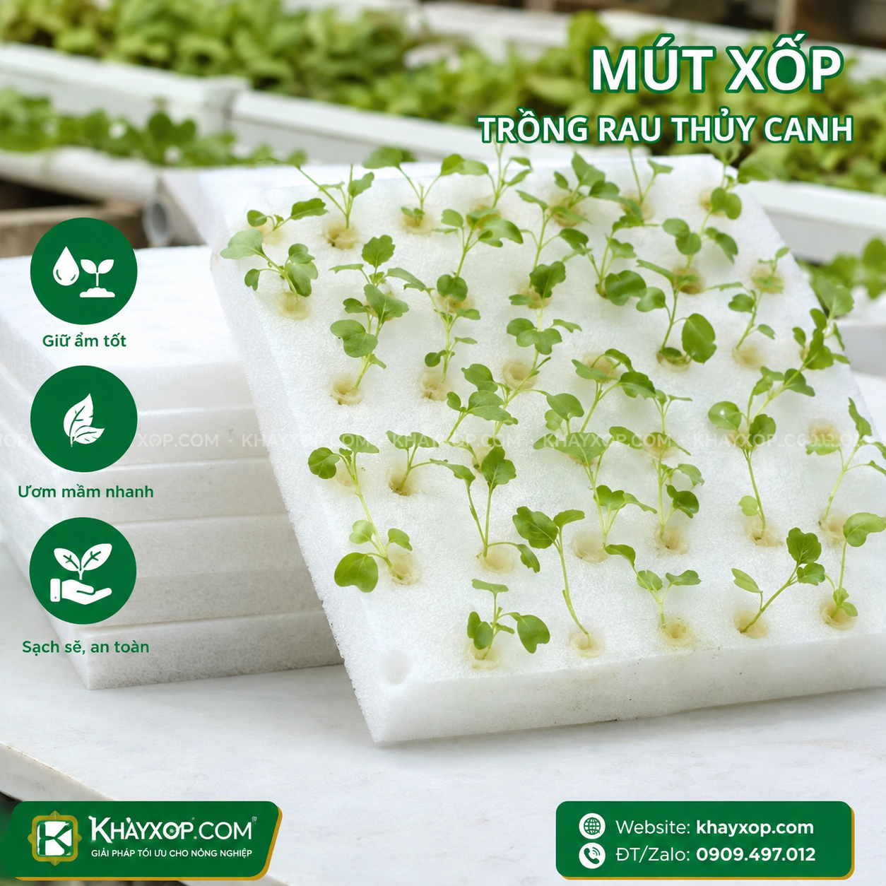 mút xốp trồng rau thuỷ canh