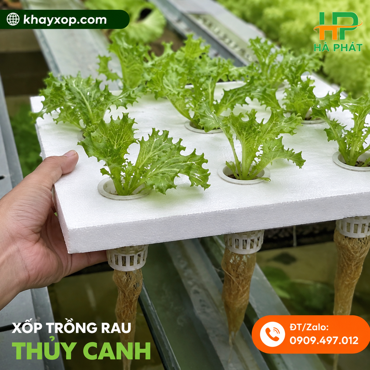 xốp trồng rau thuỷ canh
